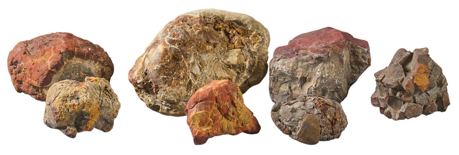 (7) Petrified Wood Specimens: Collection of seven petrified wood specimens, varying in size and colorheight 5 in. x width 5 in. x depth 3 in. / largestProvenance: Property from a home in San Antonio, Texas