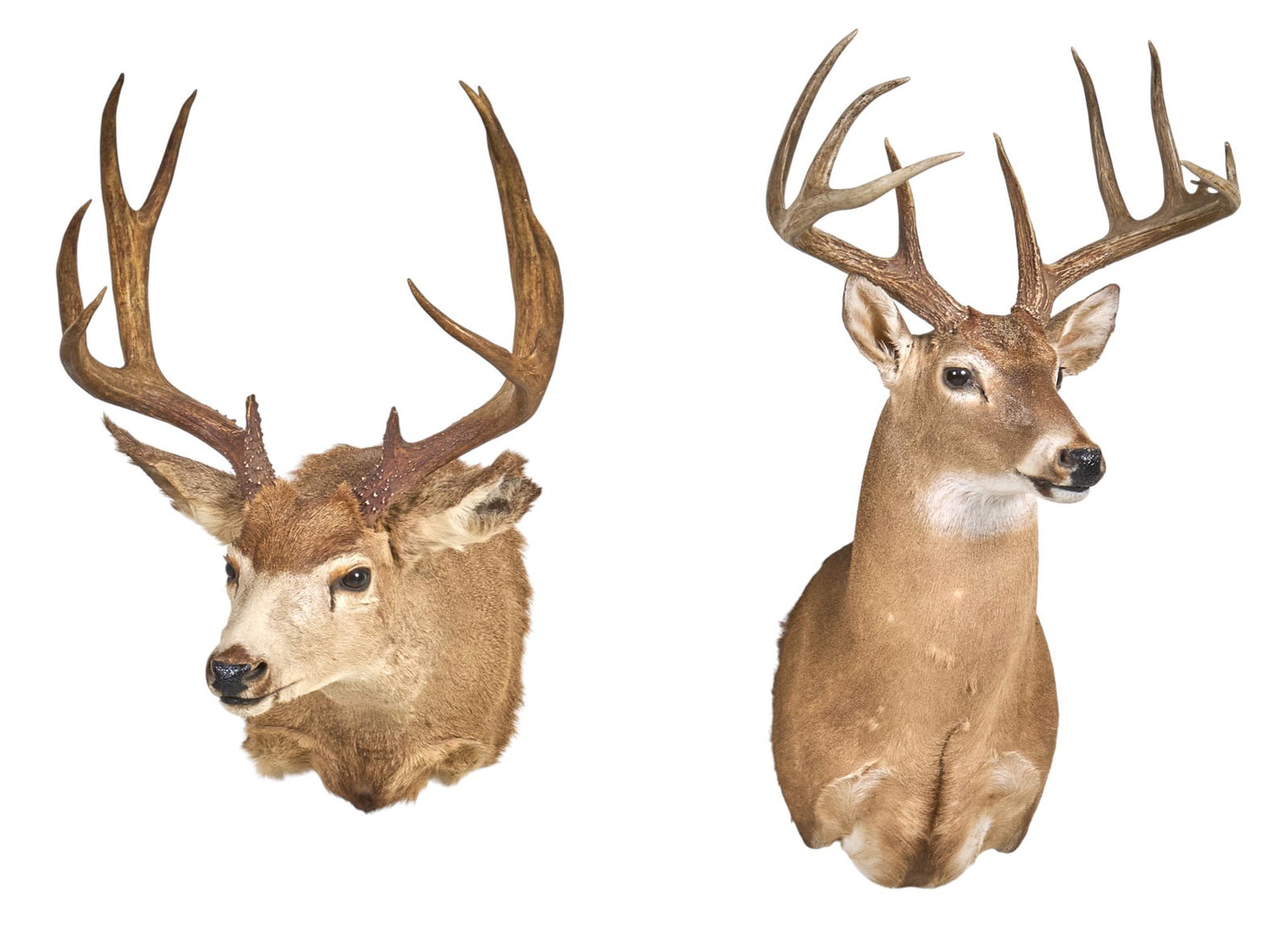 Whitetail and Mule Deer Shoulder Mounts (1 of 6)