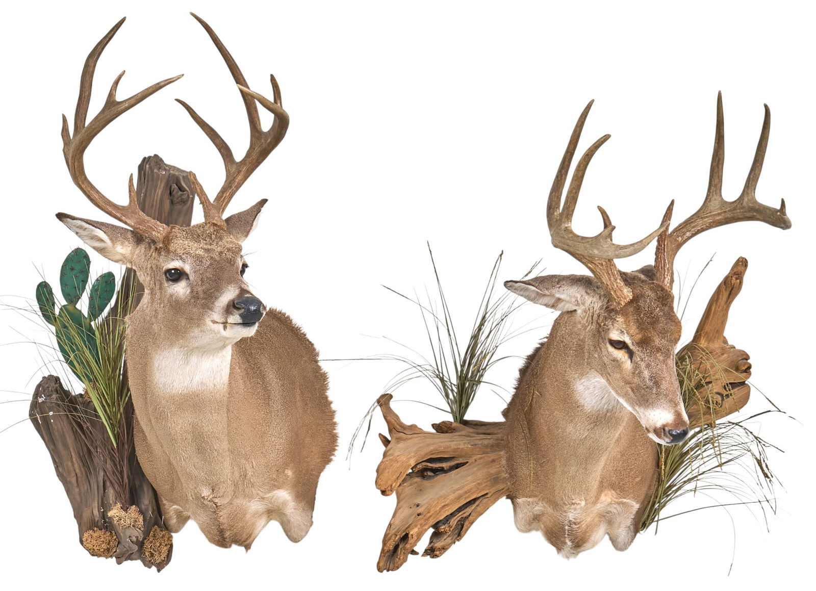 Pair of White Tail Deer Mount Displays (1 of 6)