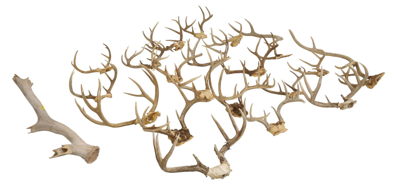 Collection of Deer Antlers: Collection of deer antlers, approximately 20 in totalheight 30 in. x width 7 in. x depth 6 in.Provenance: Property from a San Antonio, Texas antiques collector