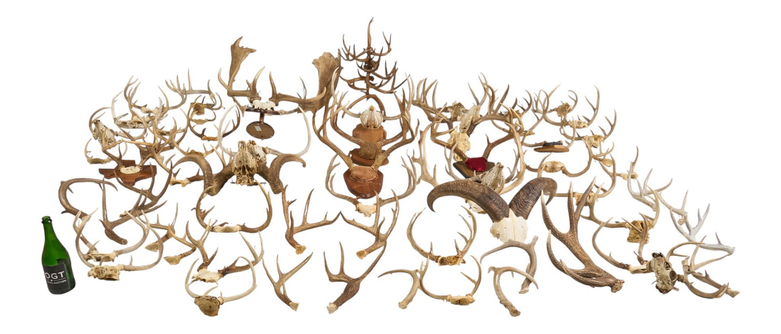Large Collection of Antlers: Large collection of antlers, includes various sizes, and species, with some loose, some attached to skull cap, and some examples mounted to wooden boardsheight 33 in. x width 29 in. x depth 29 in. /