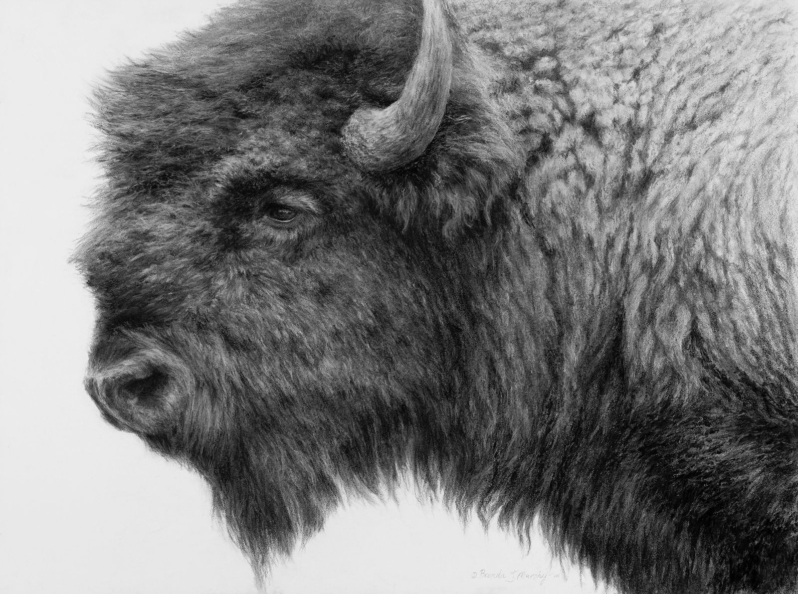Brenda Murphy, "Caprock Sentinel": Brenda Murphy, "Caprock Sentinel", charcoal on board 18 x 24 in. A striking charcoal portrait of the iconic buffalo. Brenda continues to be a strong local