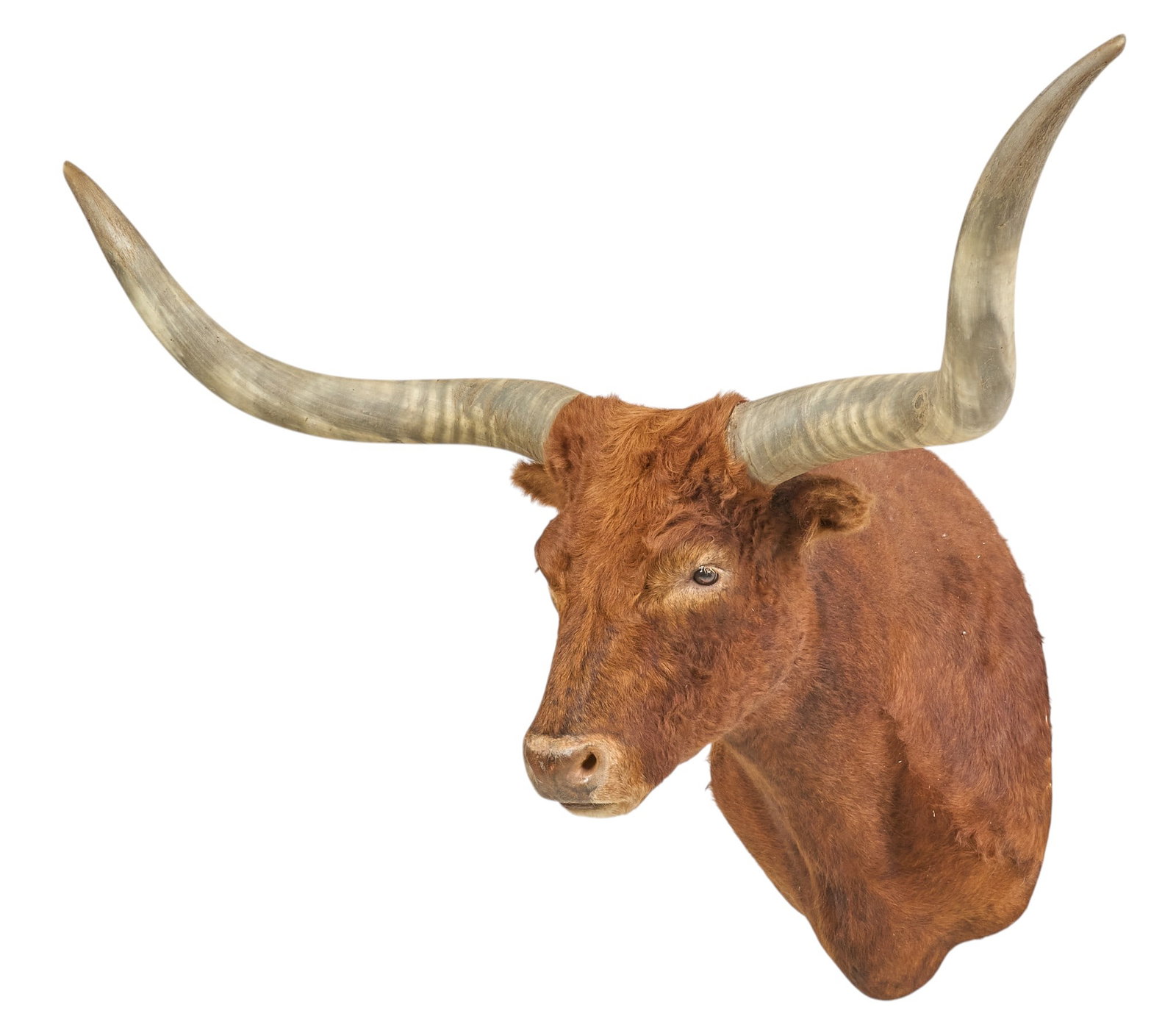 Longhorn Shoulder Mount (1 of 4)