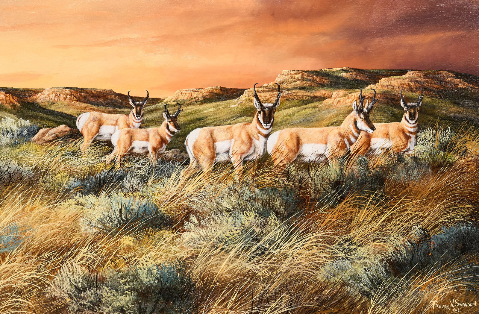 Trevor Swanson, Pronghorns: Trevor V. Swanson (Amer., b. 1968), pronghorns in grasses, oil on canvas, signed lower right sight: 20 x 30 in., frame: 28.5 x 38.5 in. Provenance: Property from the Estate of Robert A.