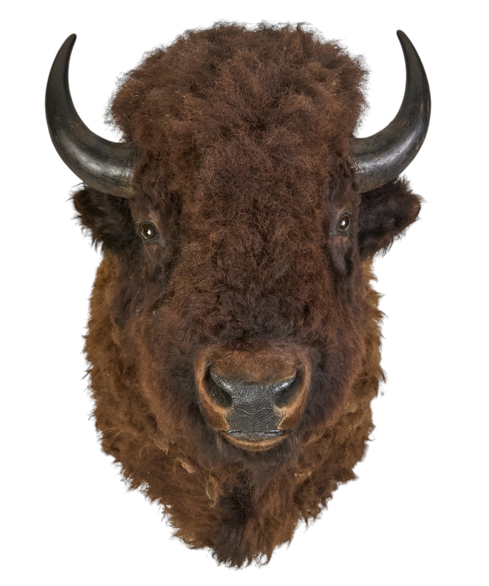 Bison Shoulder Mount: Bison shoulder mount taxidermy height 48 in. x width 39 in. x depth 27 in. Provenance: Property from a home in San Antonio, Texas
