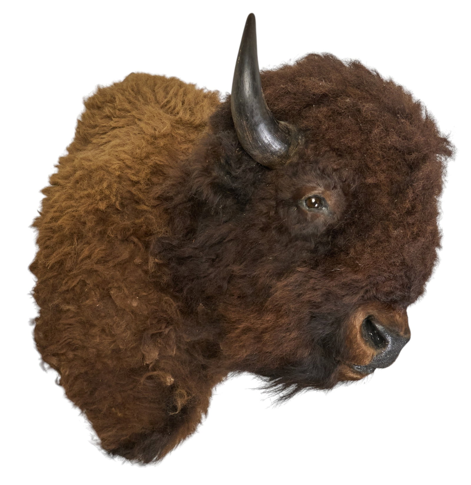 Bison Shoulder Mount - 2