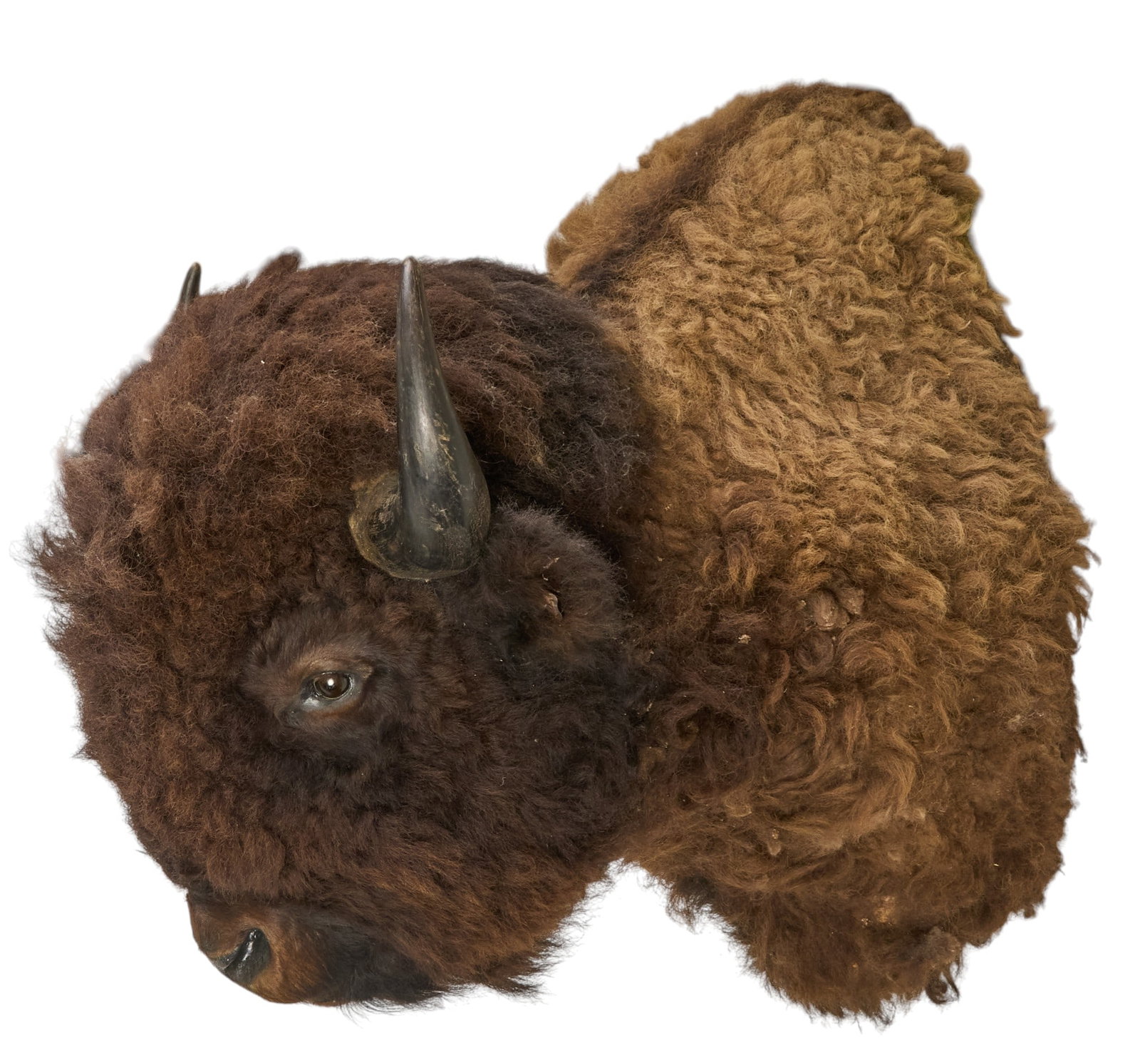 Bison Shoulder Mount - 3