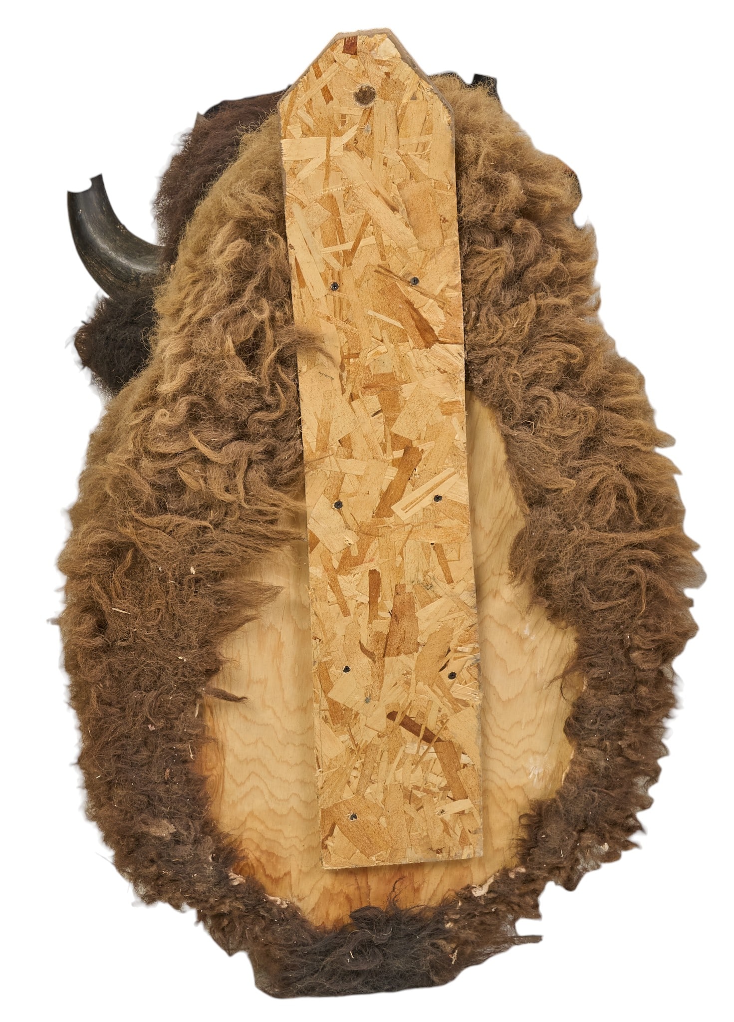 Bison Shoulder Mount - 4