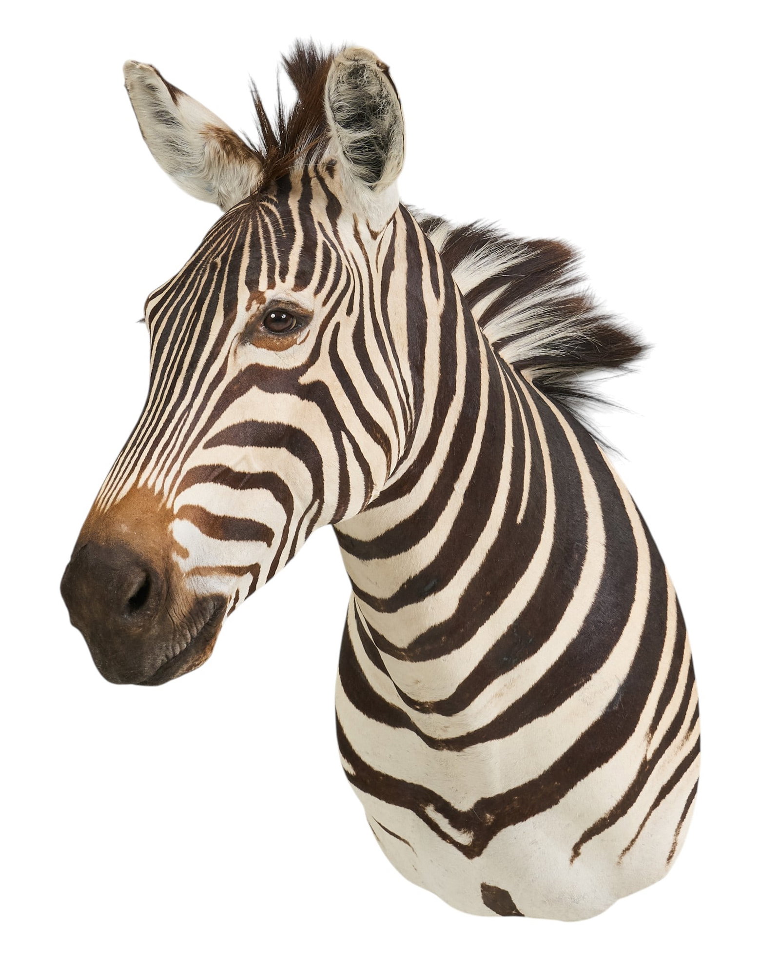 Zebra Shoulder Mount: Zebra shoulder mount taxidermy height 37 in. x width 23 in. x depth 30 in. Provenance: Property from a home in San Antonio, Texas