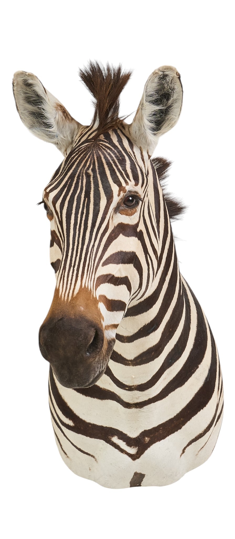 Zebra Shoulder Mount - 2