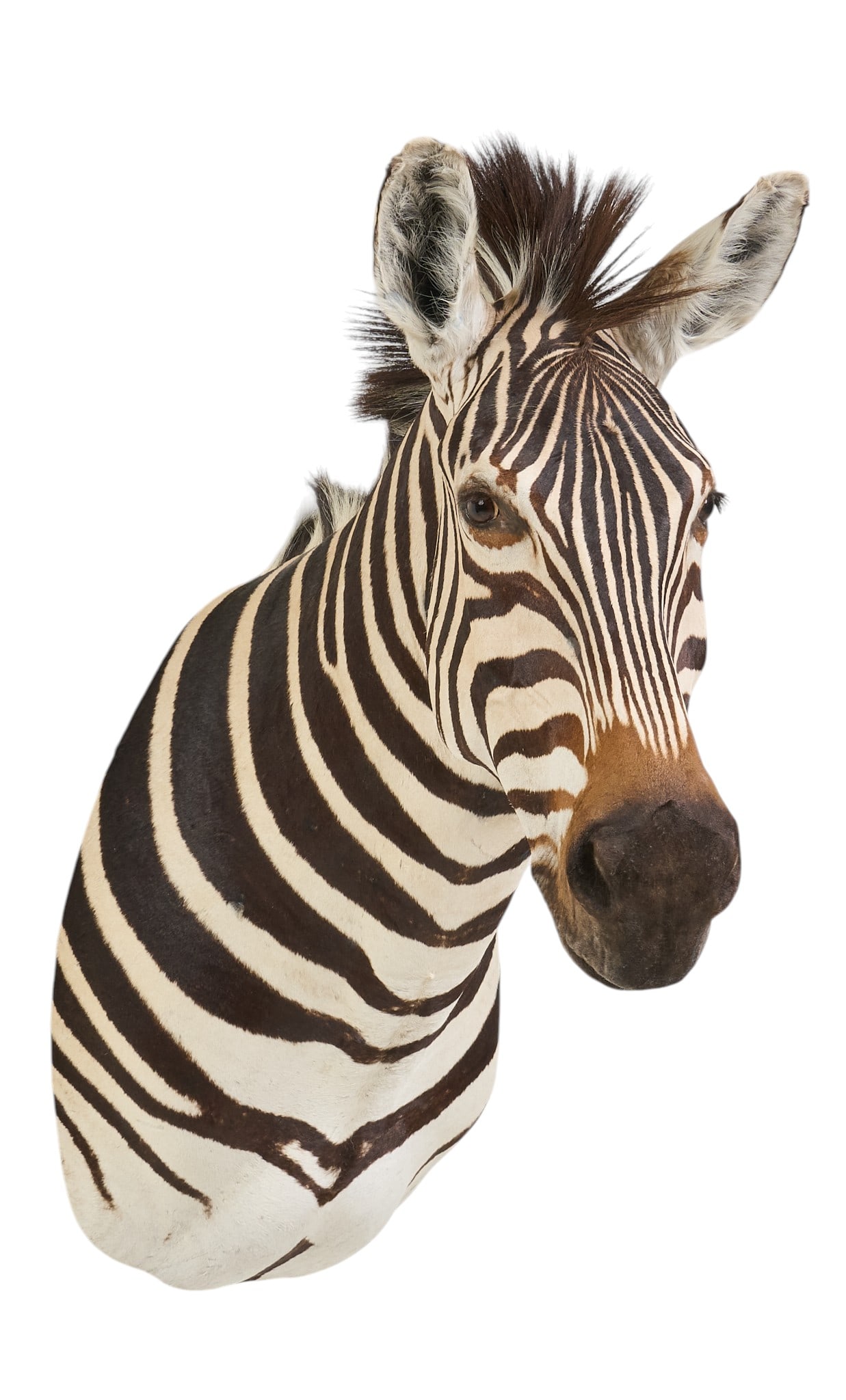 Zebra Shoulder Mount - 3