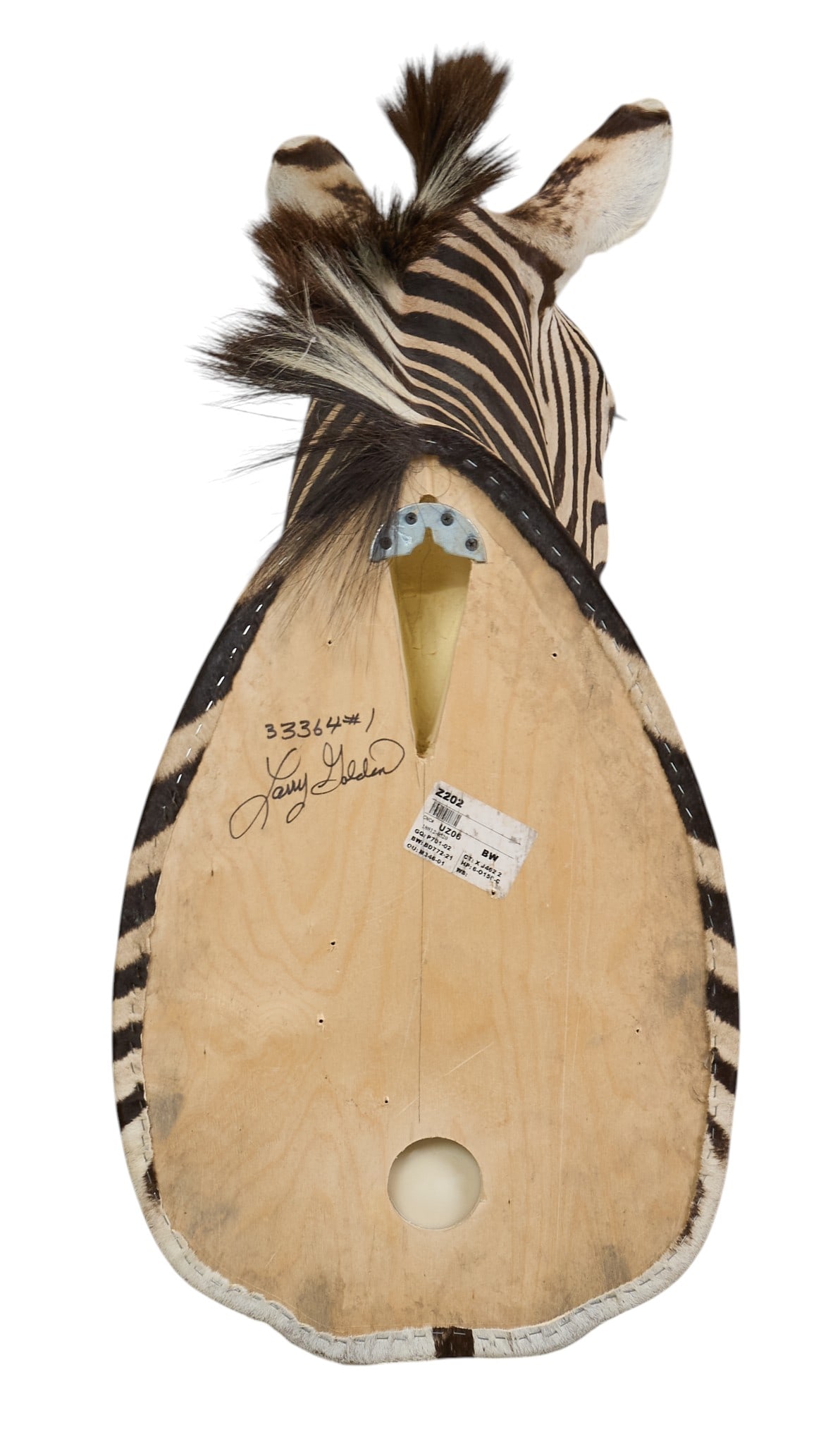 Zebra Shoulder Mount - 4