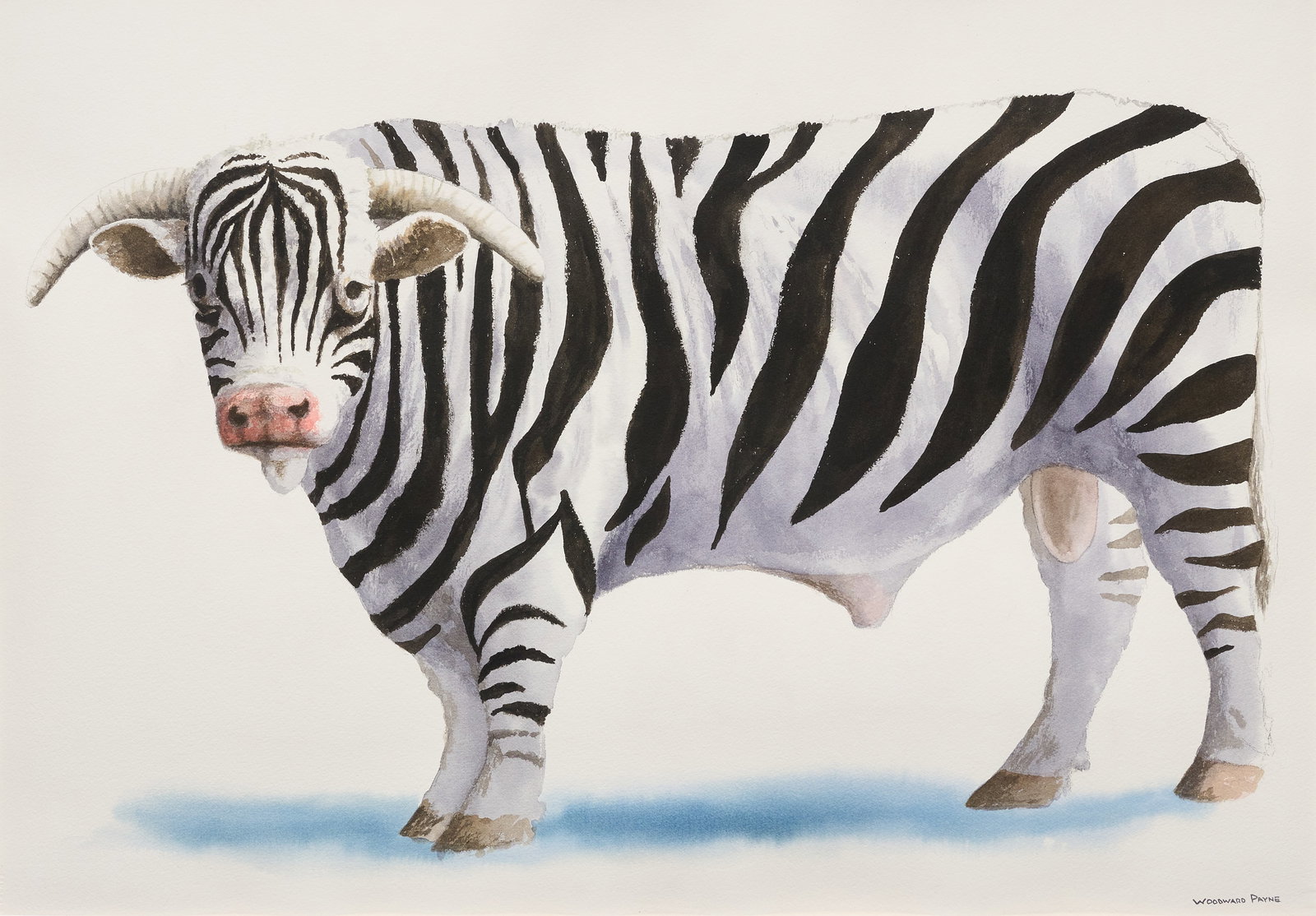 Woodward Payne, Zebra Bull: Woodward Payne (Amer., b. 1935), zebra bull, watercolor on watercolor paper, signed lower right sight: 28 x 40 in., frame: 37.5 x 49.5 in. Provenance: Property from the Estate of Robert A.