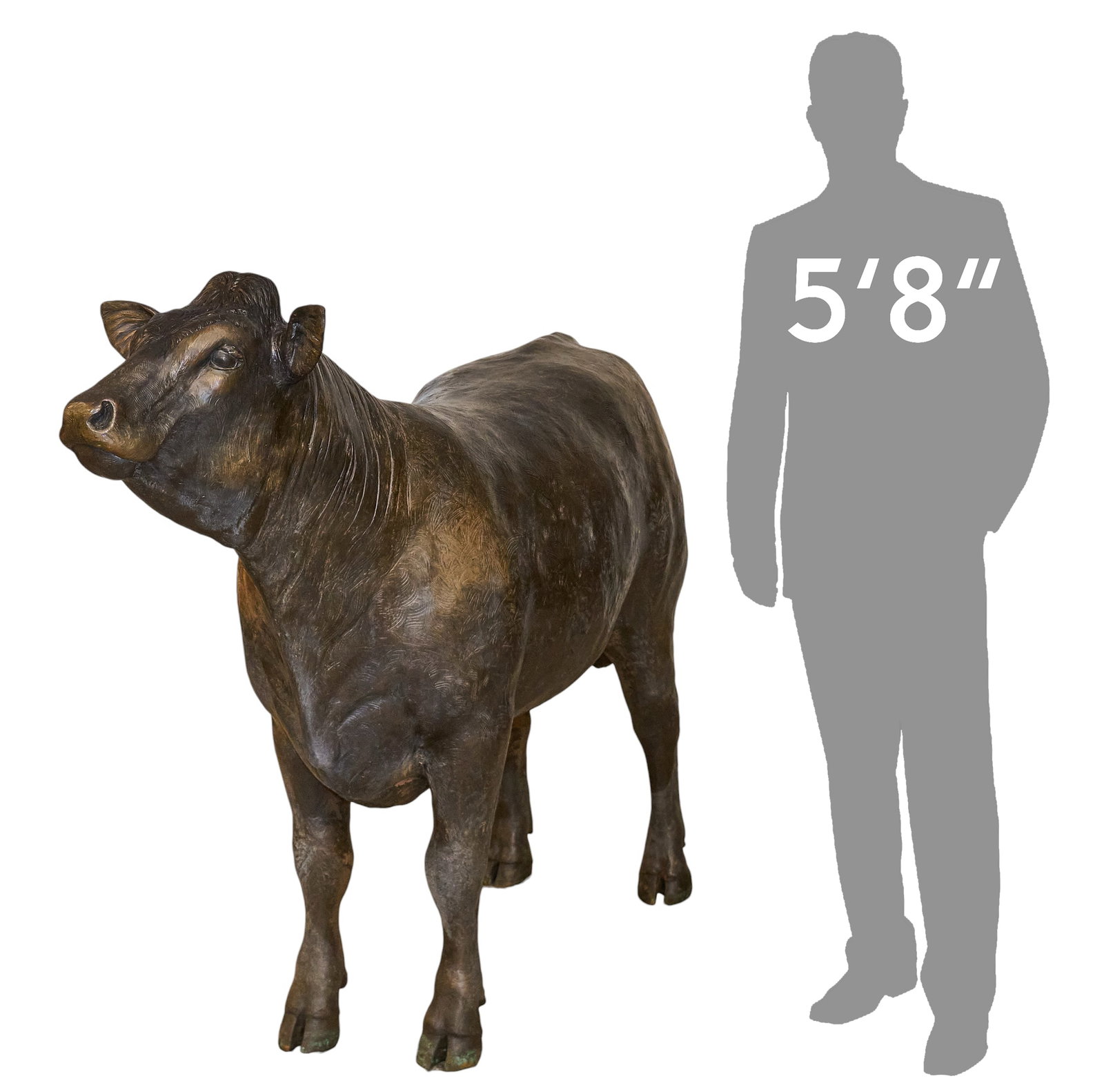 Dr. Robert Taylor, Life-Sized Limousin Calf: Dr. Robert Taylor (Colorado / Texas, 1951-2024), life-size bronze sculpture depicting Limousin bull calf, artist-cast bronze, appears not marked, freestanding height 53.5 in. x length 73 in. x width