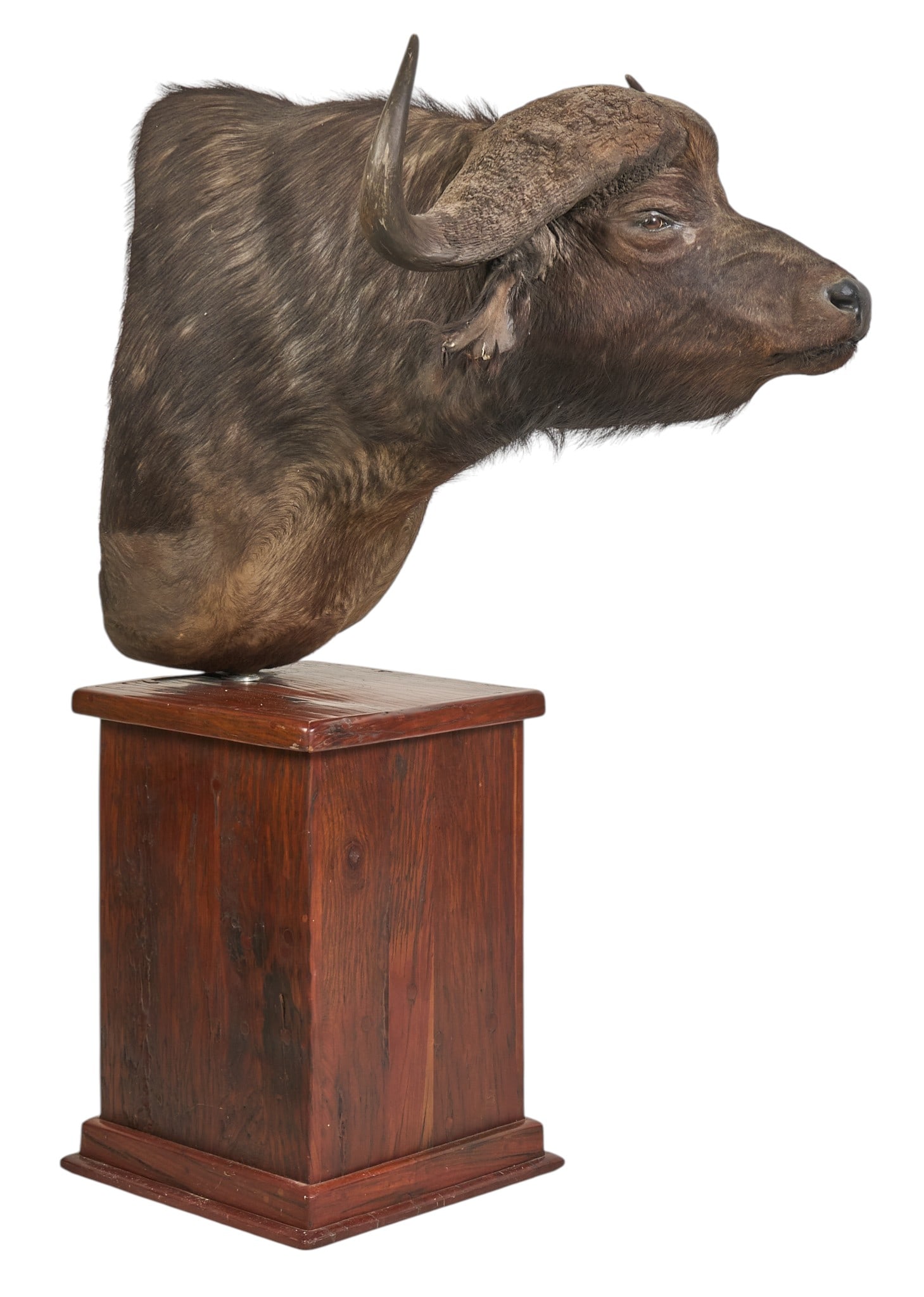 African Cape Buffalo Shoulder Mount: African Cape Buffalo shoulder mount taxidermy on mahogany pedestal base height 71 in. x width 41 in. x depth 45 in. Provenance: Property from a home in San Antonio, Texas