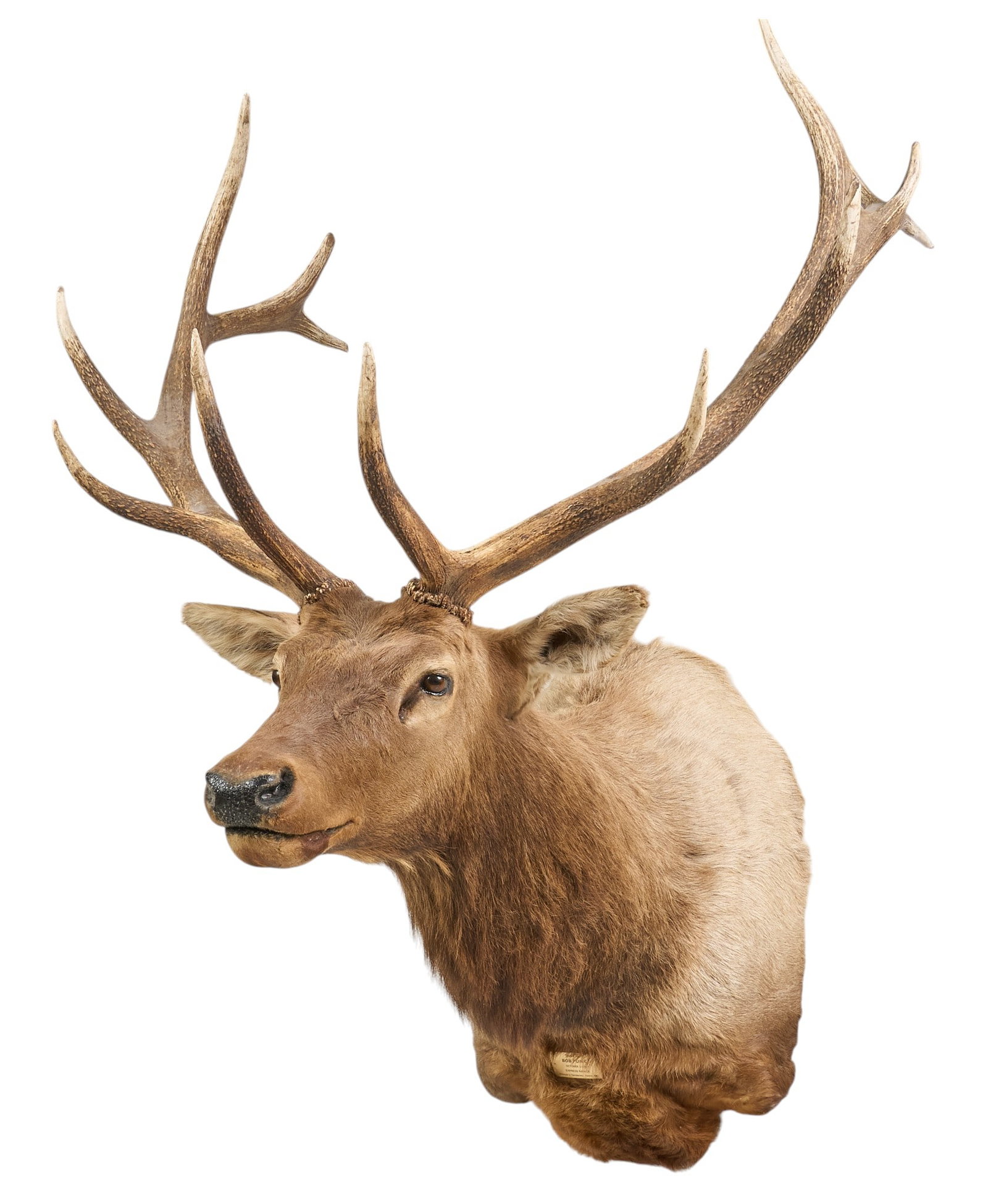 Elk Trophy Shoulder Mount: Elk trophy shoulder mount taxidermy with 6 x 6 antler rack, dated October 2005, produced by Hillman's Taxidermy (Yukon, Oklahoma) height 63 in. x width 43 in. x width 48 in. Provenance