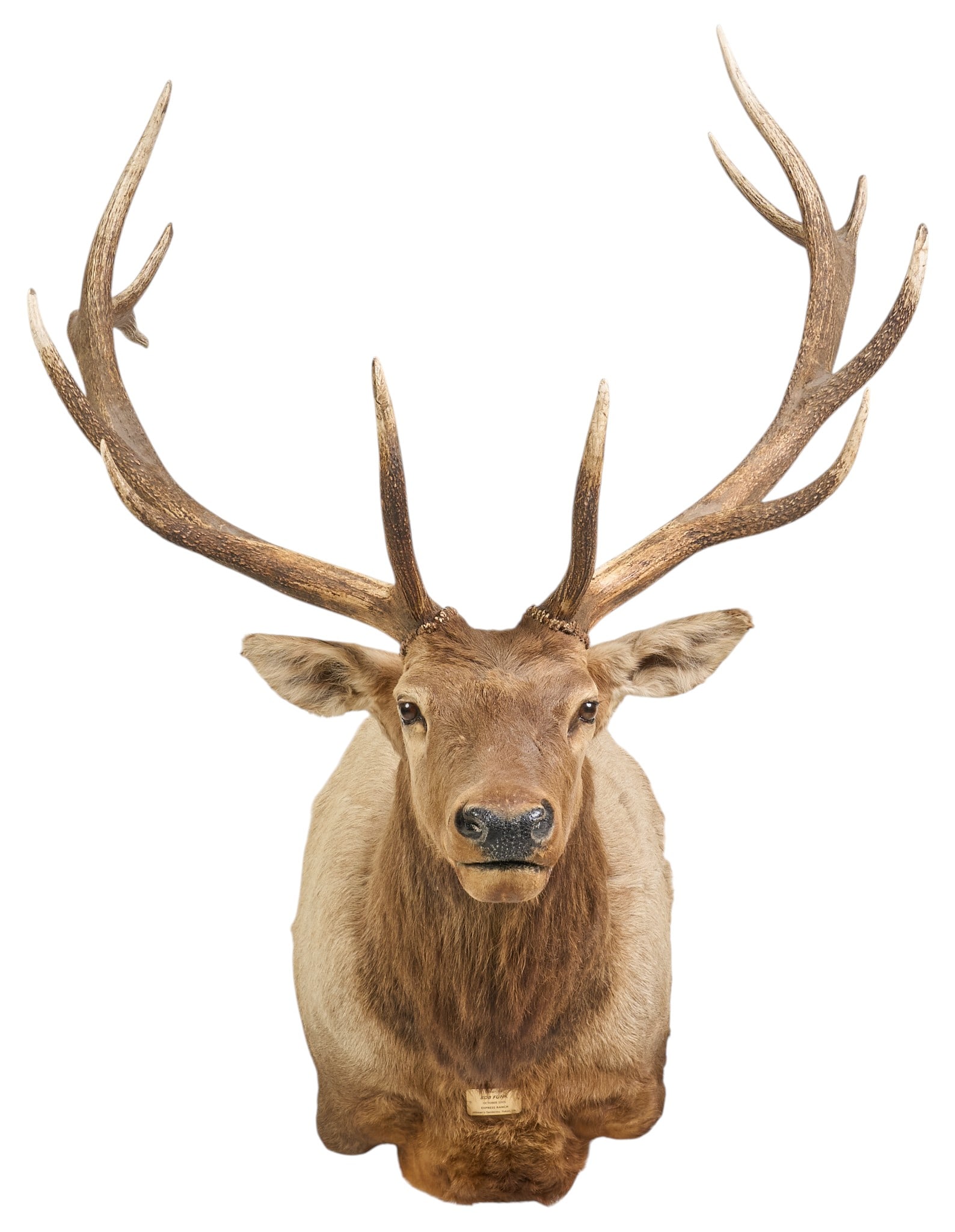 Elk Trophy Shoulder Mount - 2