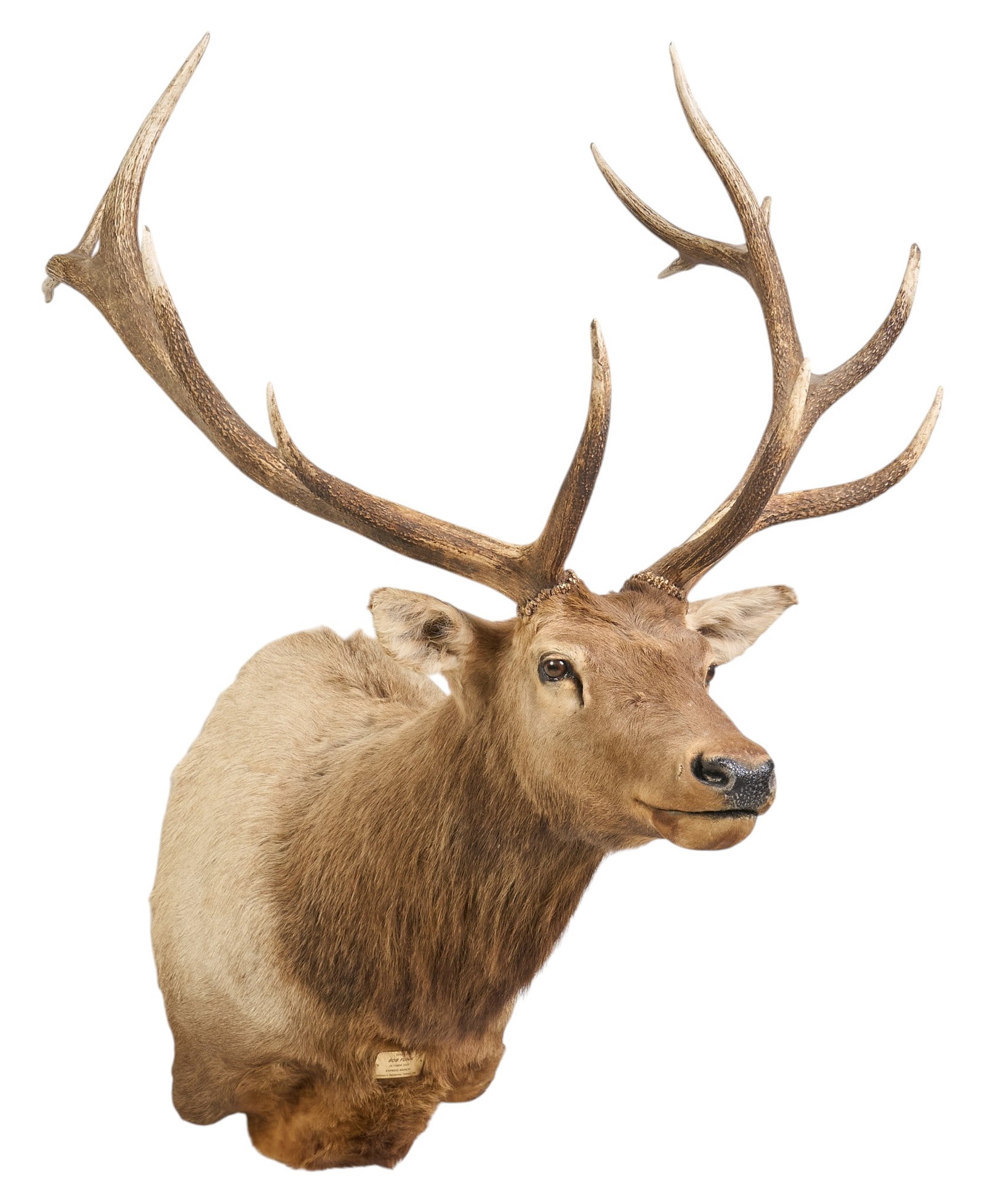 Elk Trophy Shoulder Mount - 3