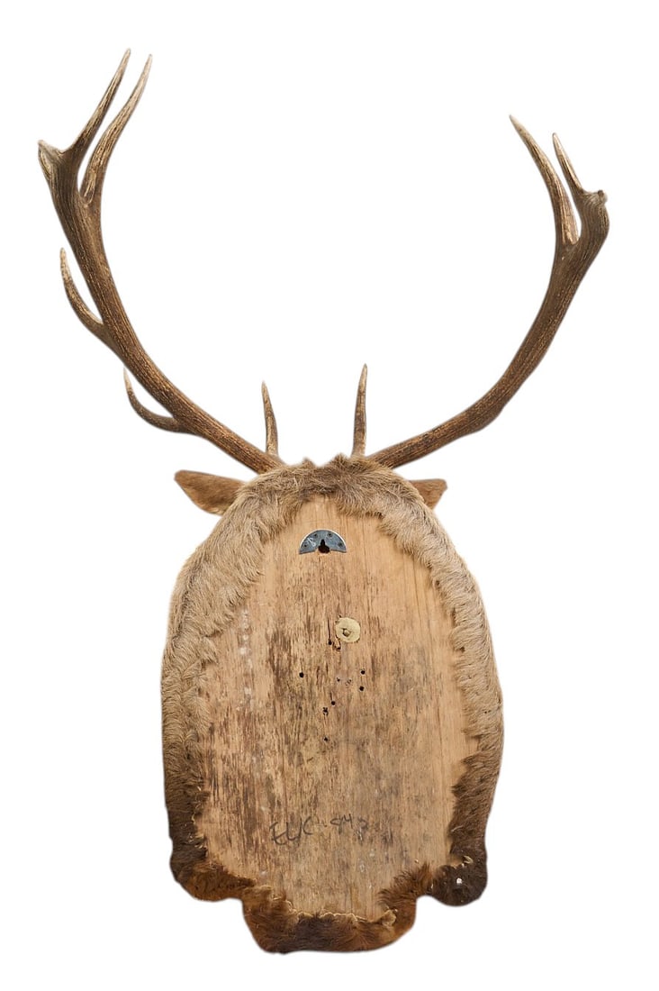 Elk Trophy Shoulder Mount - 5