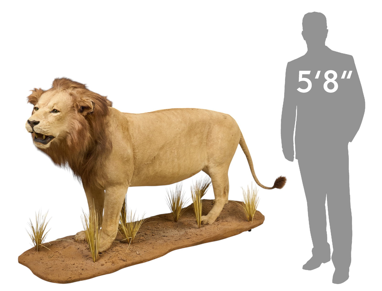 Lion Full Body Mount: Lion full body taxidermy mount on naturalist base height 53 in. x width 91 in. x depth 33 in. Provenance: Property from a home in San Antonio, Texas PLEASE NOTE: TEXAS RESIDENT BIDDERS ONLY, YOU MUST