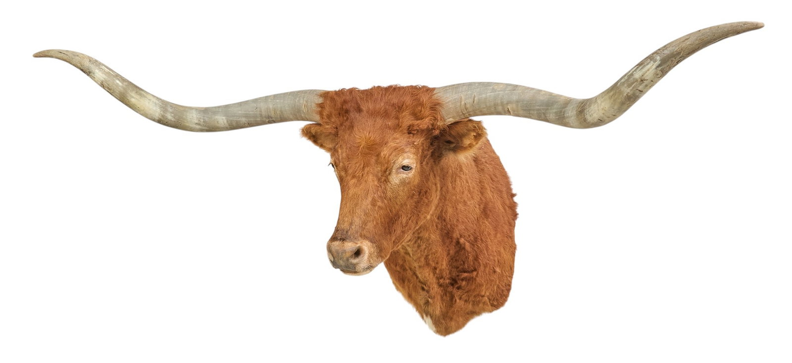 Brown Longhorn Shoulder Mount: Brown longhorn taxidermy shoulder mount height 39 in. x width 101 in. x depth 37 in. Provenance: Property from the Estate of Robert A. "Bob" Funk Sr. - trailblazing American businessman, phi