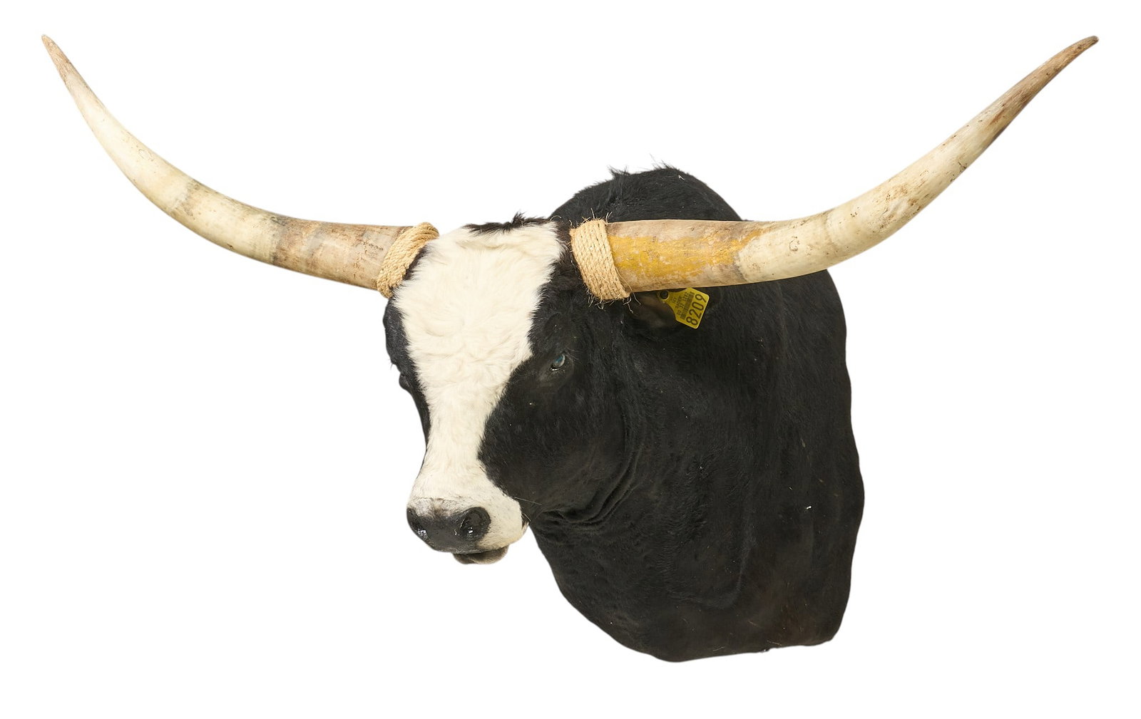 Bull Longhorn Shoulder Mount: Bull longhorn shoulder taxidermy mount height 40 in. x width 70 in. x width 41 in. Provenance: Property from a home in Azle, Texas 