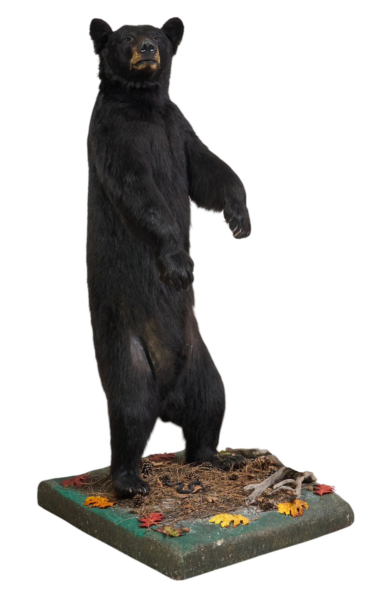 Black Bear Full Body Mount: Black bear full body taxidermy mount on naturalist base height 74.5 in. x width 35 in. x depth 37 in. Provenance: Property from the Estate of Robert A. "Bob" Funk Sr. -