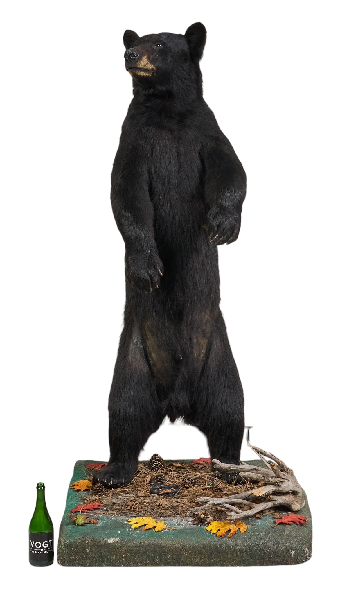 Black Bear Full Body Mount - 2