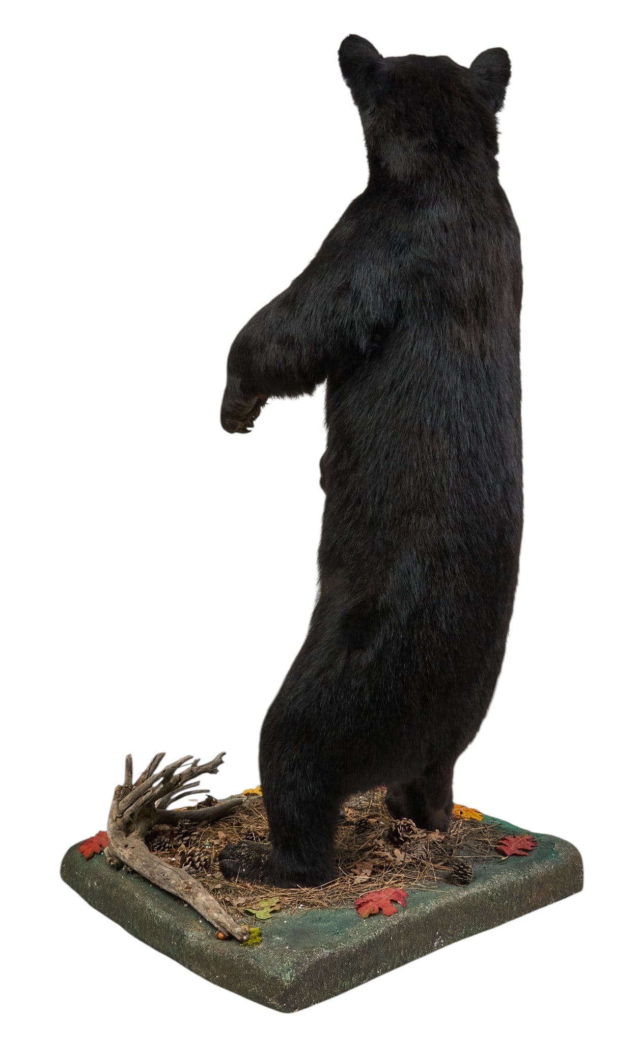 Black Bear Full Body Mount - 4