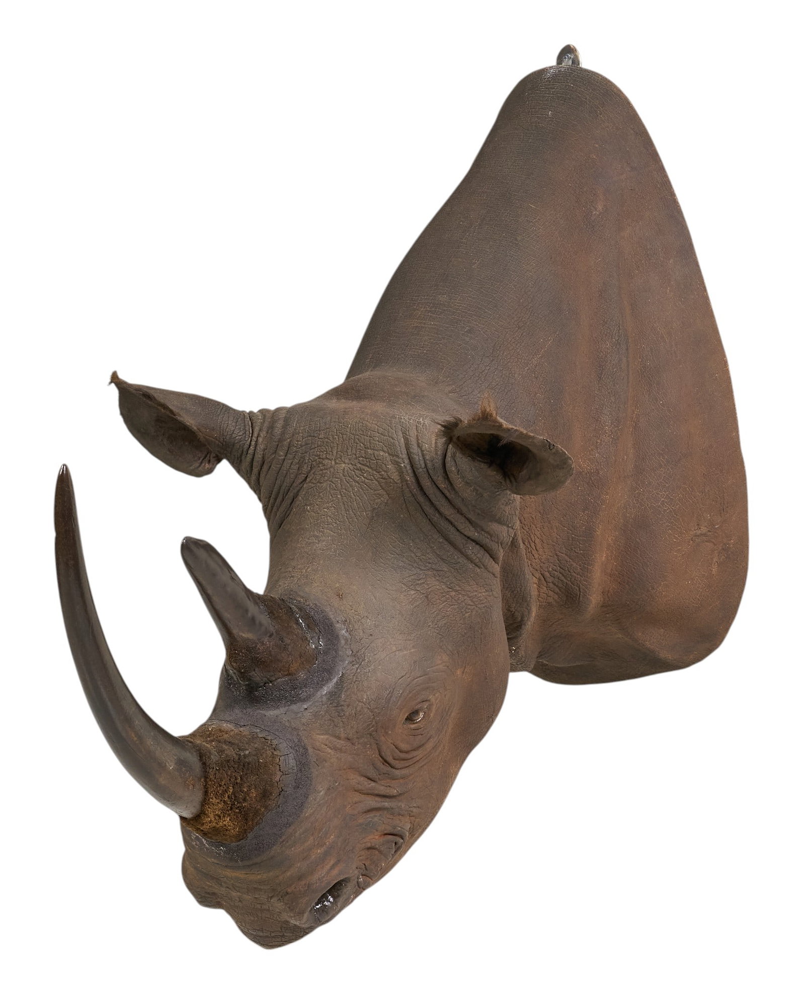 Black Rhino Shoulder Mount: Black rhino shoulder mount height 46 in. x width 27 in. x depth 53 in. Provenance: Property from the Estate of Robert A. "Bob" Funk Sr. - trailblazing American businessman, philanthrop