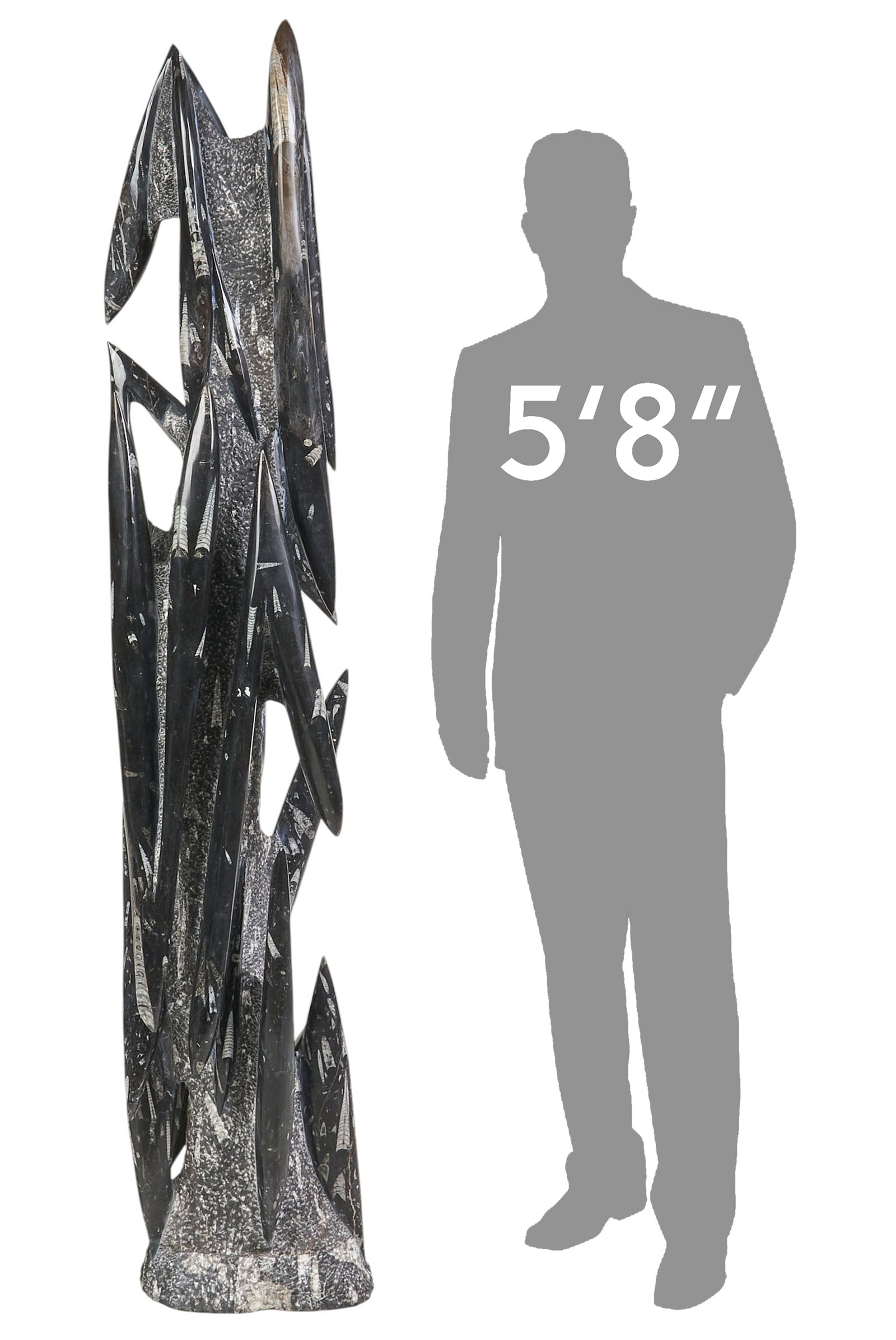 Monumental Orthoceras Fossil Specimen: Monumental orthoceras fossil specimen height 75 in. x width 18 in. x depth 10 in. Provenance: Property from the Estate of Robert A. "Bob" Funk Sr. - trailblazing American businessman, philanthropist,
