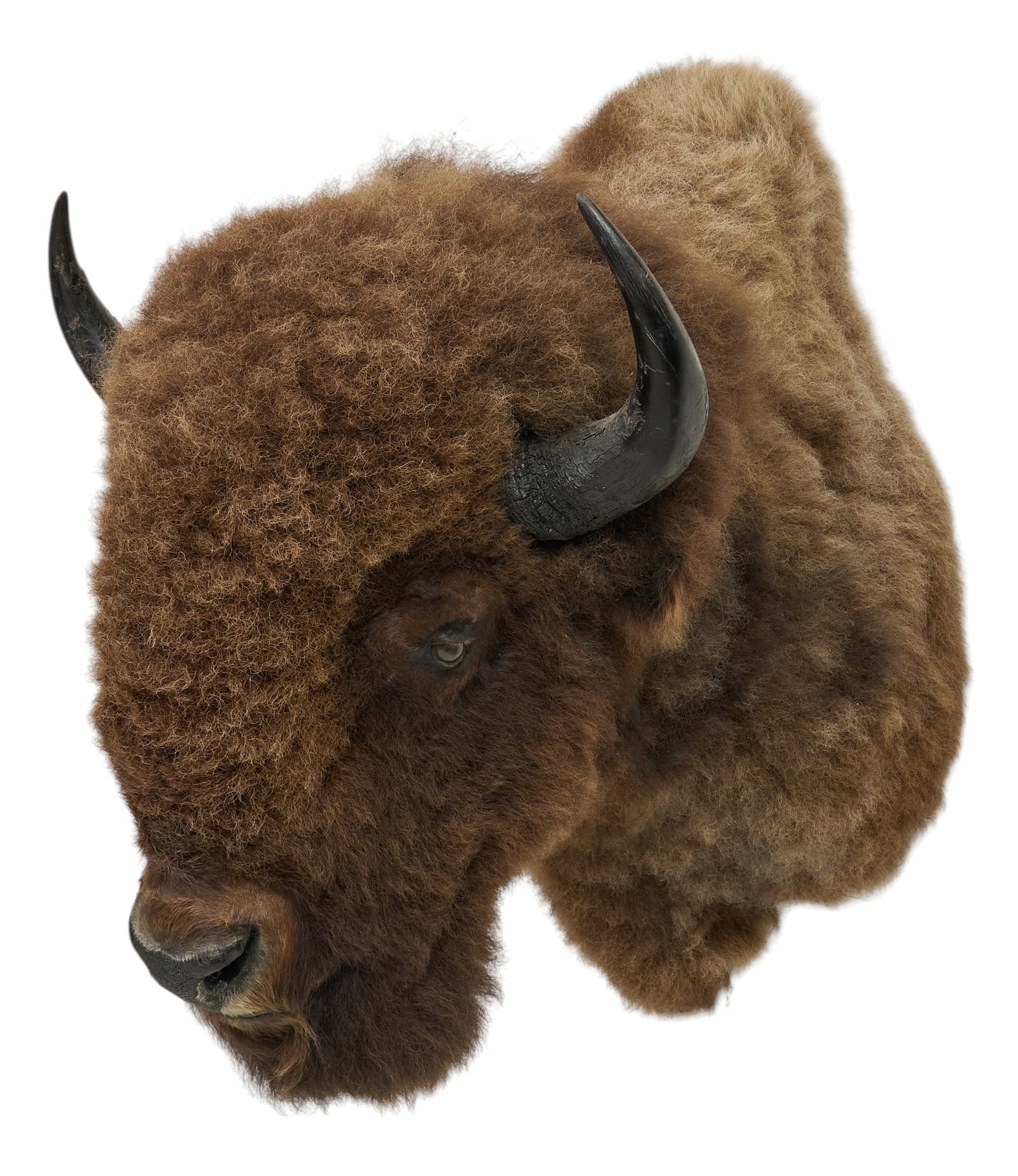 American Bison Shoulder Mount (1 of 4)