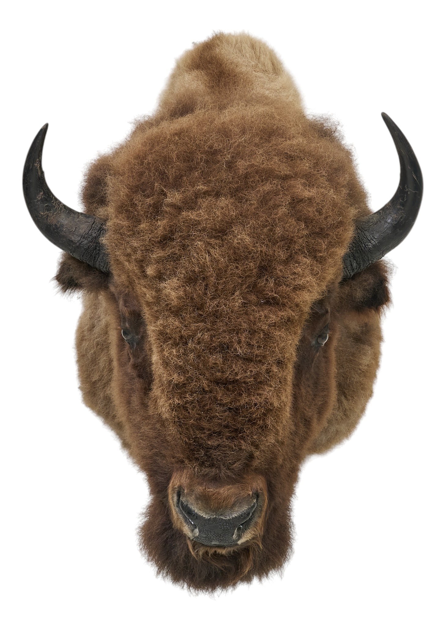 American Bison Shoulder Mount - 2