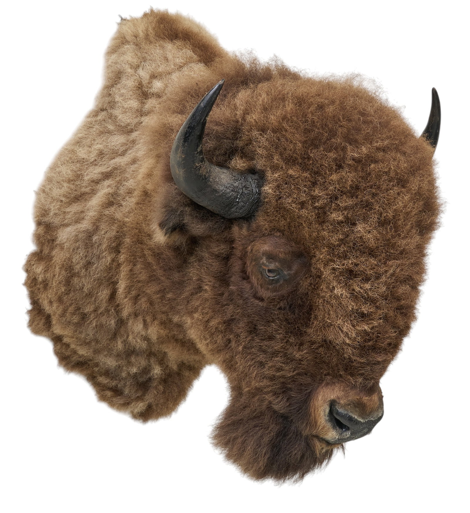 American Bison Shoulder Mount - 3