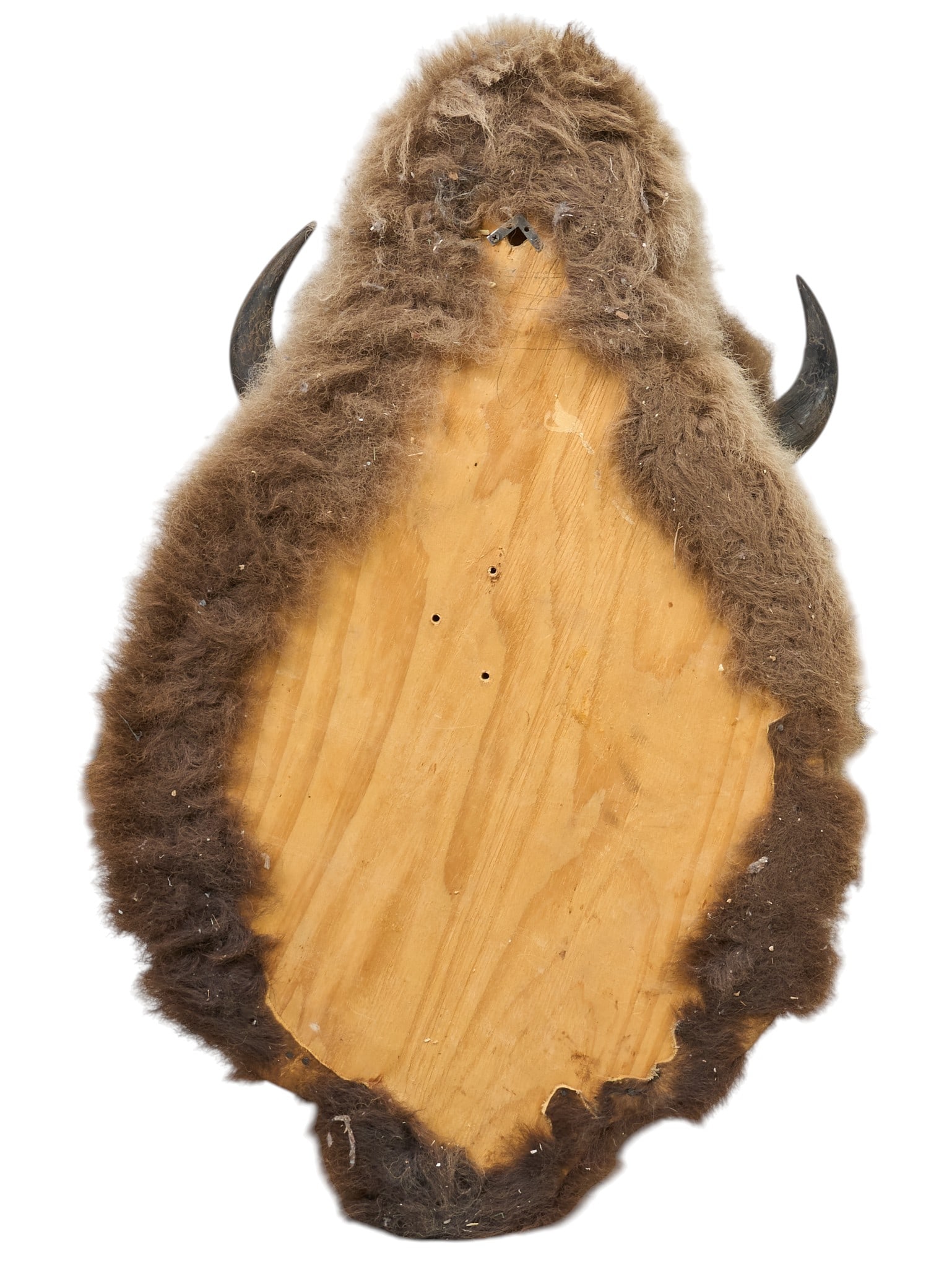 American Bison Shoulder Mount - 4
