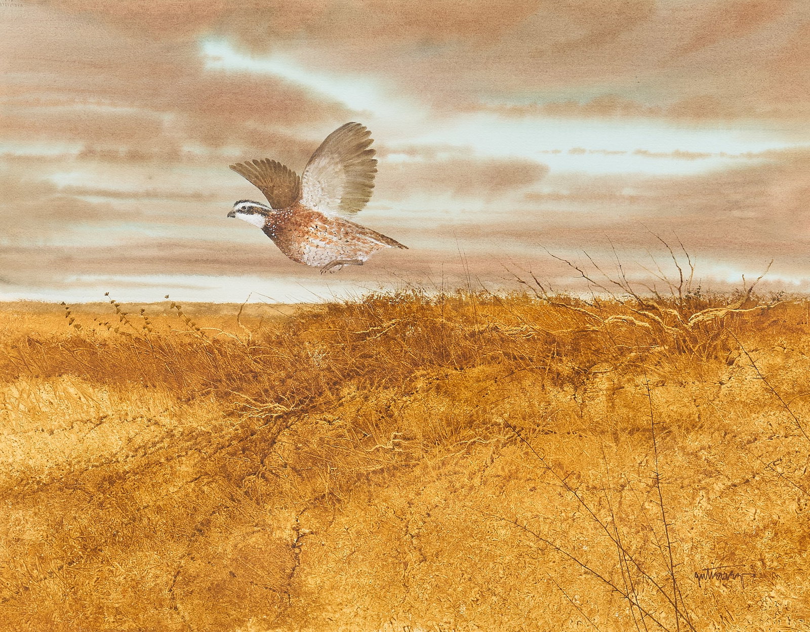 Raul Gutierrez, Flushed Quail: Raul Gutierrez (Texas, b. 1935), scene with flushed quail from underbrush, watercolor on watercolor paper, signed lower right sight: 22 x 28 in., frame: 31 x 37 in. Provenance: Property