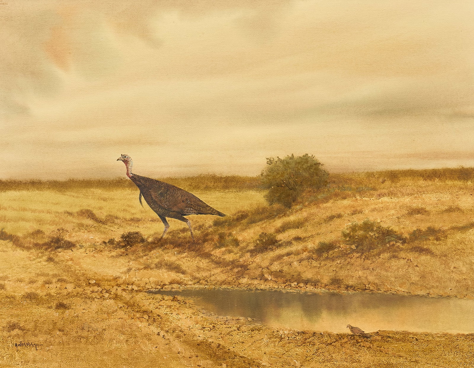Raul Gutierrez, Turkey and Dove (1 of 4)