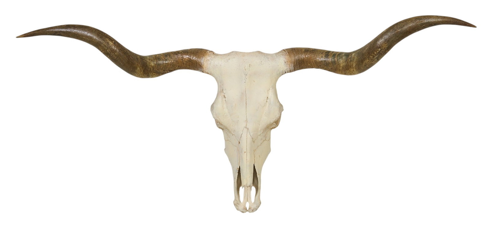 Longhorn Skull: Longhorn skull height 27 in. x width 53 in. x depth 11 in. Provenance: Property from a life long purebred longhorn breeder in Trinity, Texas 