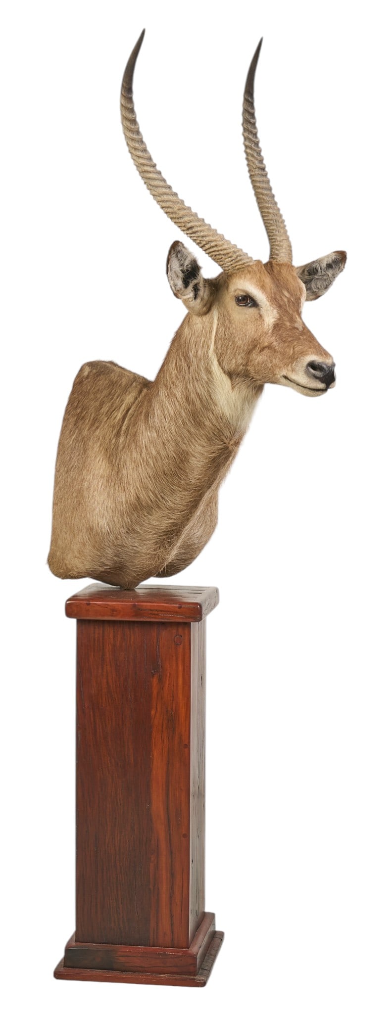 African Waterbuck Shoulder Mount: African waterbuck shoulder mount on mahogany pedestal base height 93 in. x width 21 in x depth 41 in. Provenance: Property from a home in San Antonio, Texas