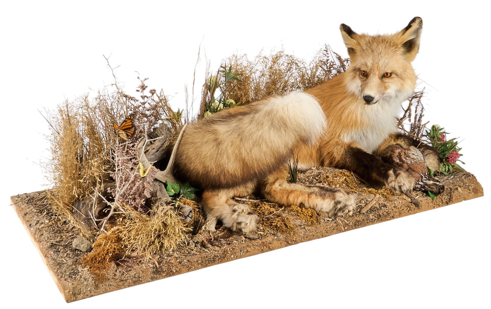 Full Body Fox Mount (1 of 5)