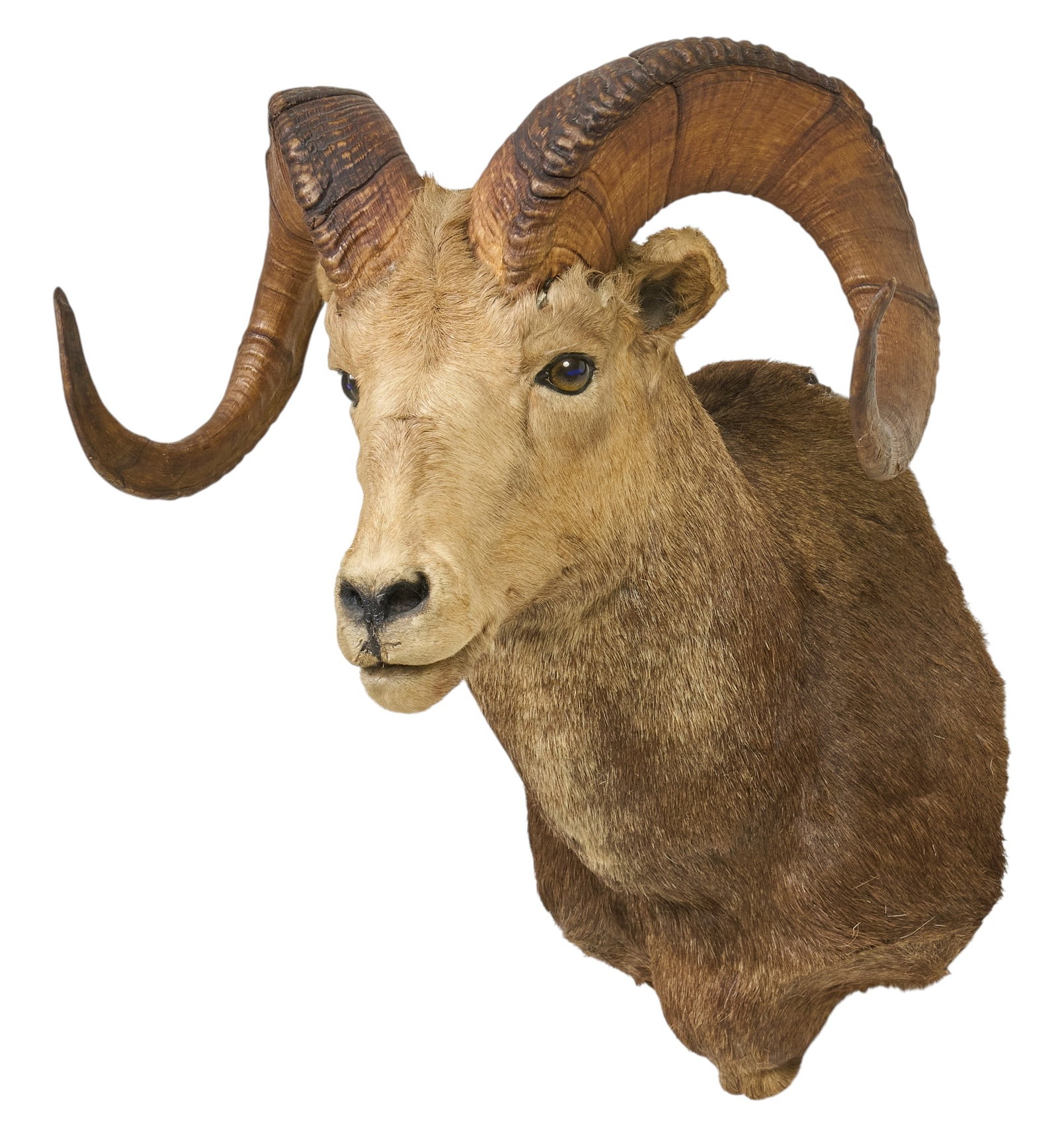 Sheep Ram Shoulder Mount: Ram sheep shoulder mount taxidermy height 28 in. x width 21 in. x depth 21 in. Provenance: Property from a home in San Antonio, Texas 