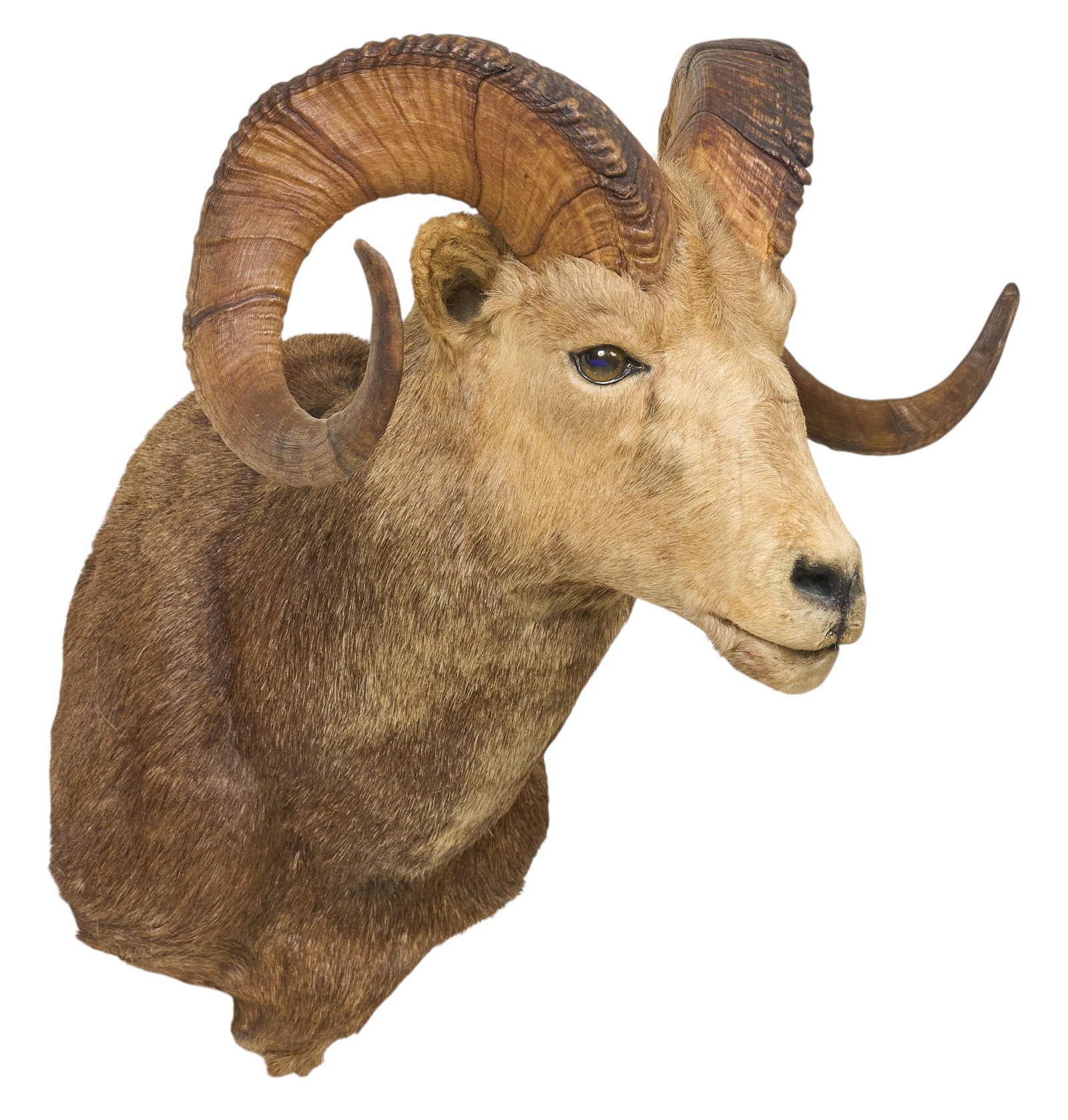 Sheep Ram Shoulder Mount - 2