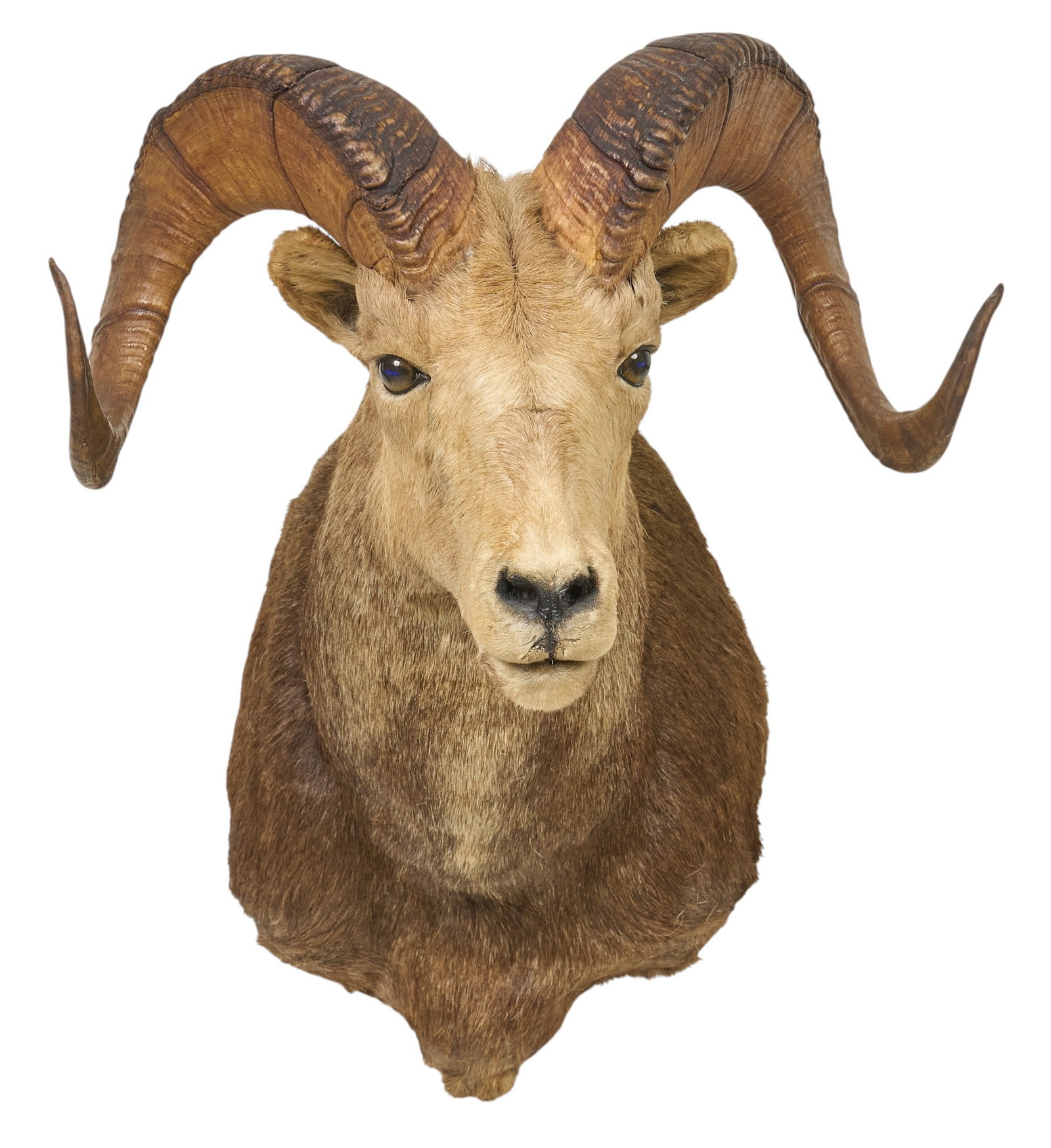 Sheep Ram Shoulder Mount - 3