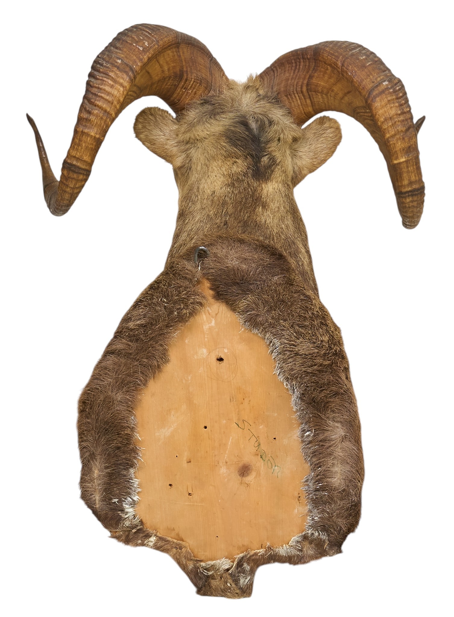 Sheep Ram Shoulder Mount - 4