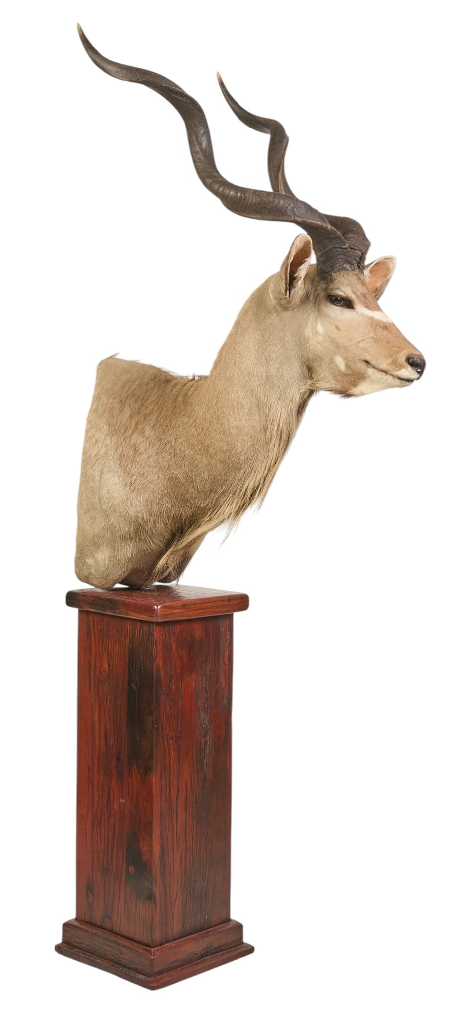Kudu Shoulder Mount: Kudu shoulder mount taxidermy on mahogany pedestal base height 96.5 in. x width 33 in. x depth 40 in. Provenance: Property from a home in San Antonio, Texas