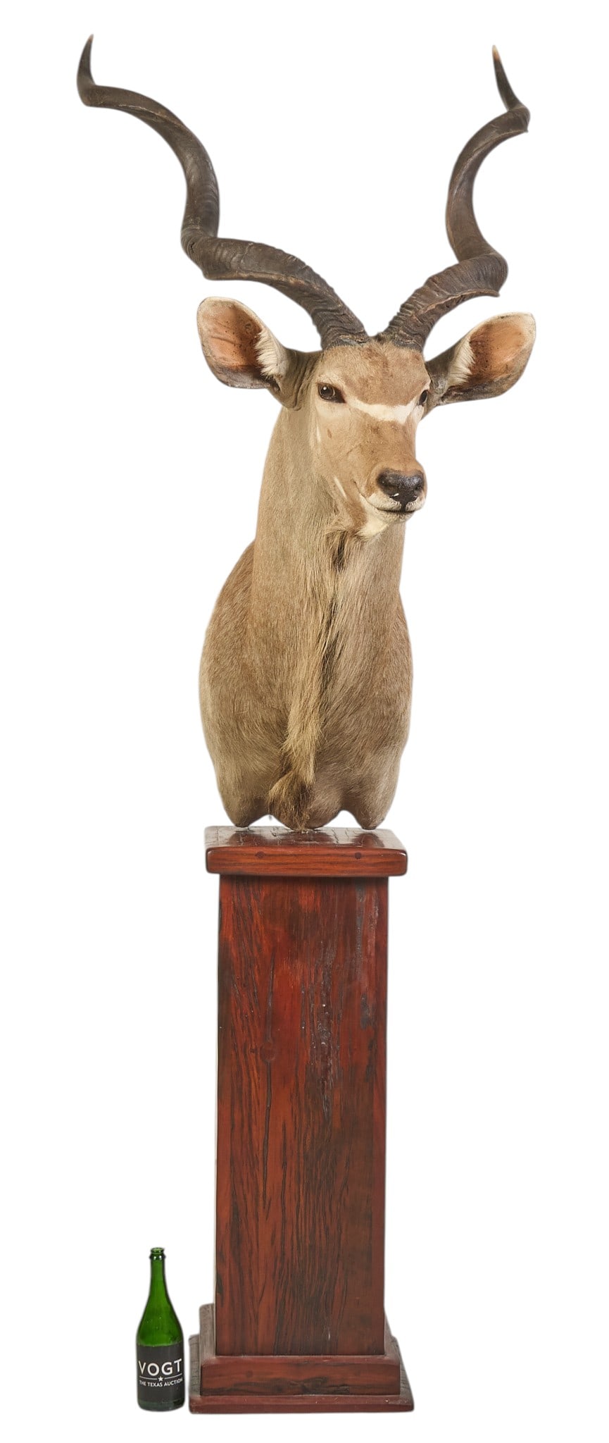 Kudu Shoulder Mount - 2