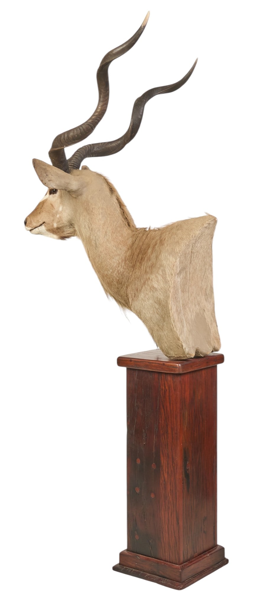 Kudu Shoulder Mount - 3