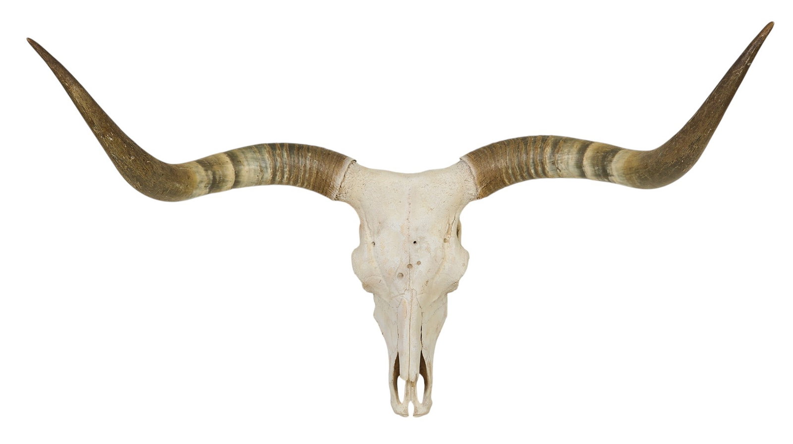Longhorn Skull: Longhorn skull height 29 in. x width 45 in. x depth 22 in. Provenance: Property from a life long purebred longhorn breeder in Trinity, Texas 