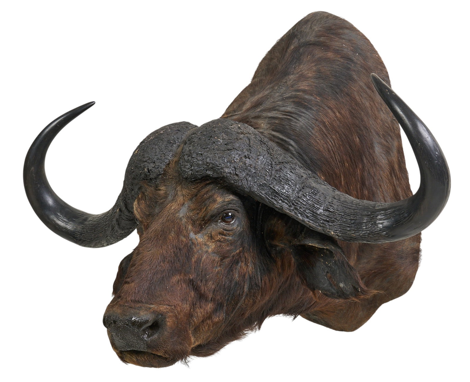 Water Buffalo Shoulder Mount (1 of 4)