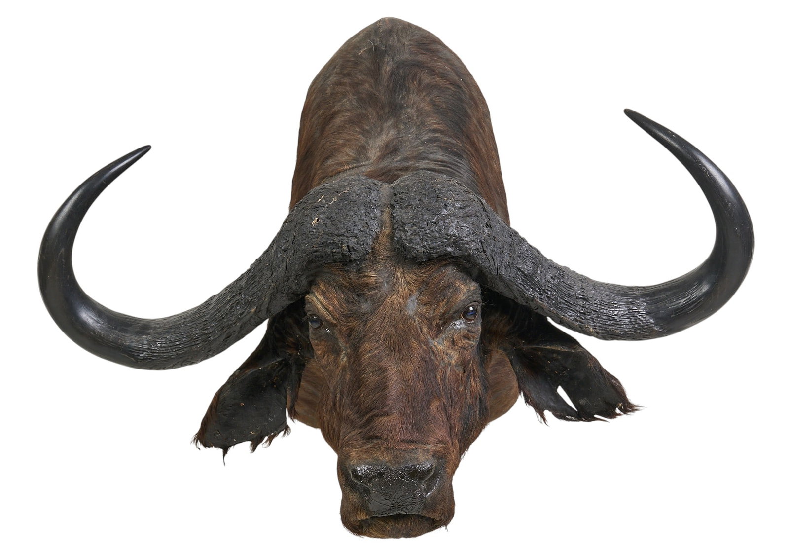 Cape Buffalo Shoulder Mount - 2